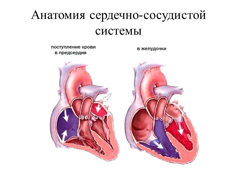 Анатомия сердечно-сосудистой системы